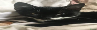 Tuxedo TOM - STOLEN FROM TS26 9EA