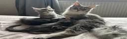 Maine Coon cats for sale: GCCF Blue and Silver Registered Maine Coon Kittens - Advert 15