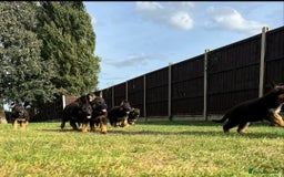 German Shepherd dogs for sale: Outstanding KC german shepherd puppies - Image 15