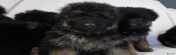 German Shepherd dogs for sale: Gorgeous German Shepherd Puppies For Sale - Advert 17
