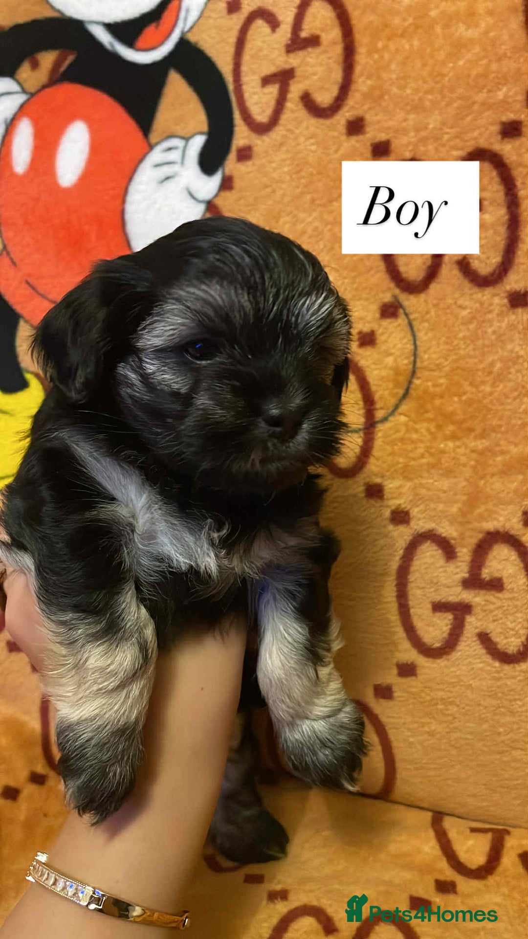 Bichon Frise dogs for sale:  ** s for  **  from your family  - Image 4