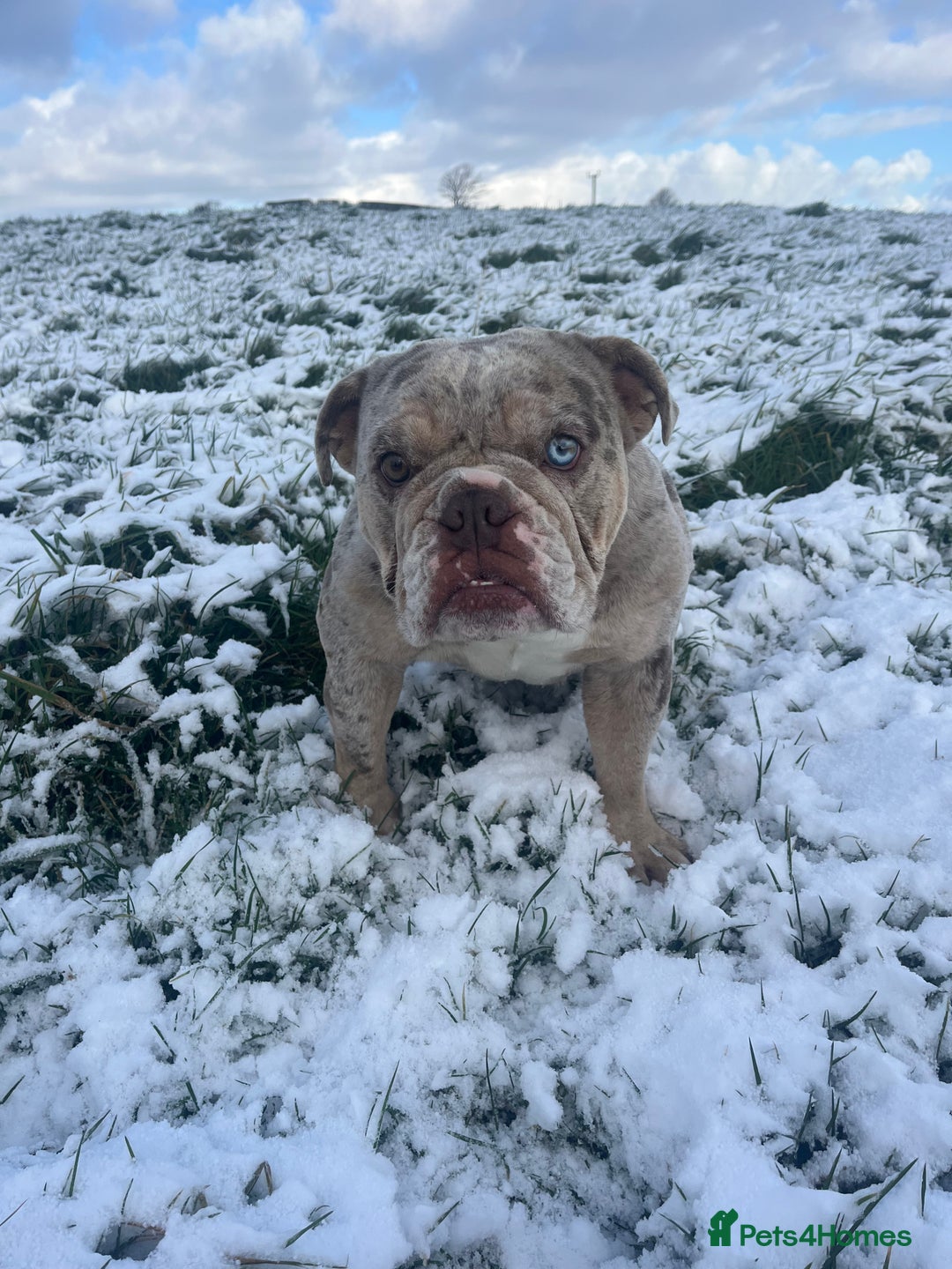 English Bulldog dogs for sale: 2 year old Lilac merle  - Advert 6