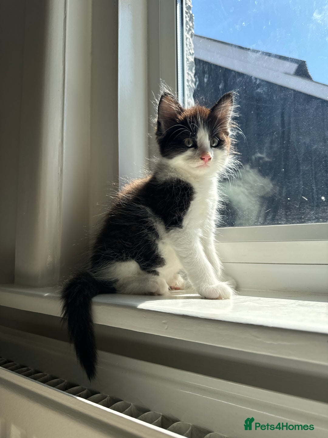 British Longhair cats for sale: Male black and white long hair kitten  - Image 2