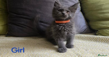 Maine Coon cats - Advert 13