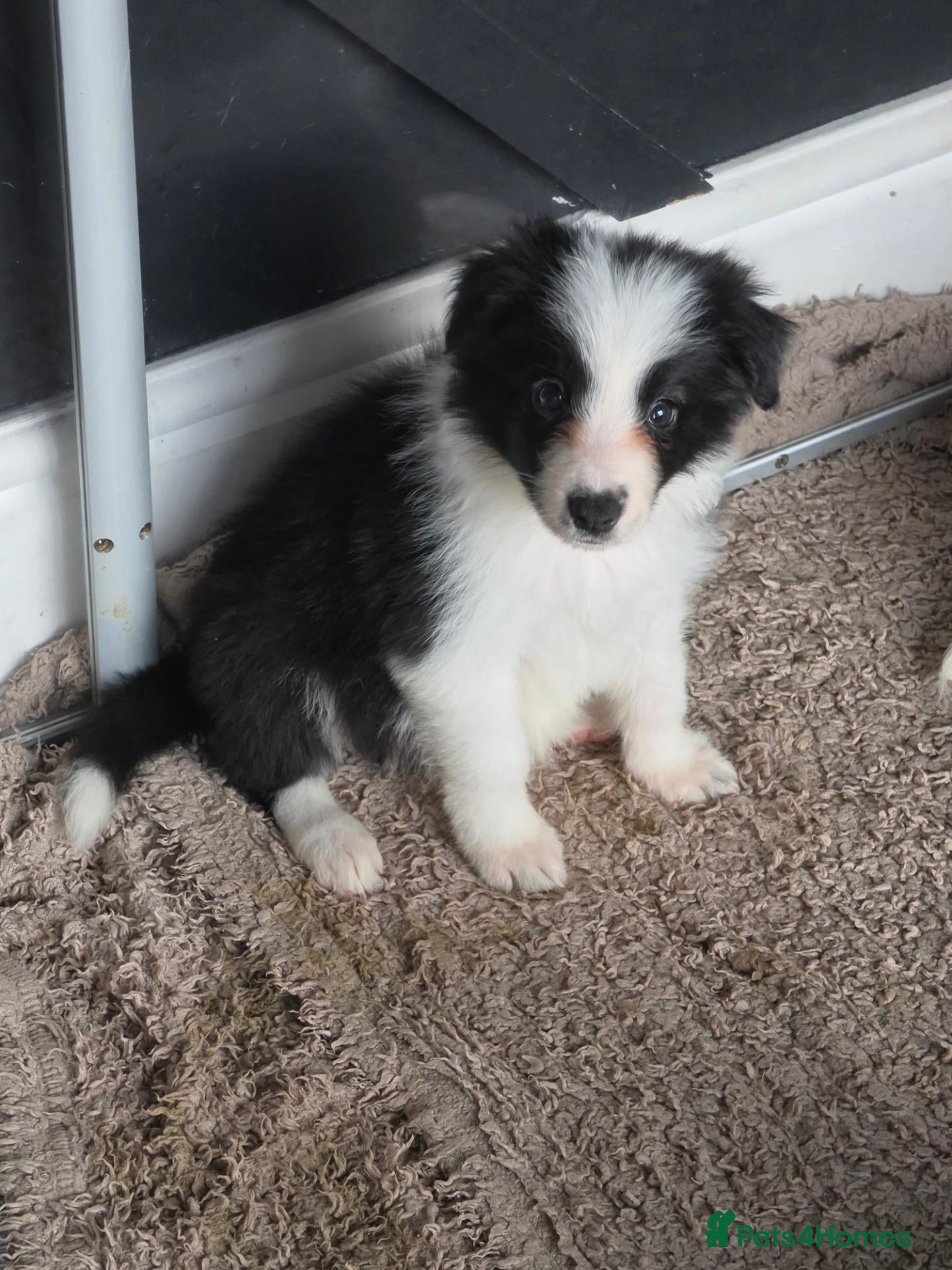 Border Collie dogs Exceptional KC babies - Advert 2