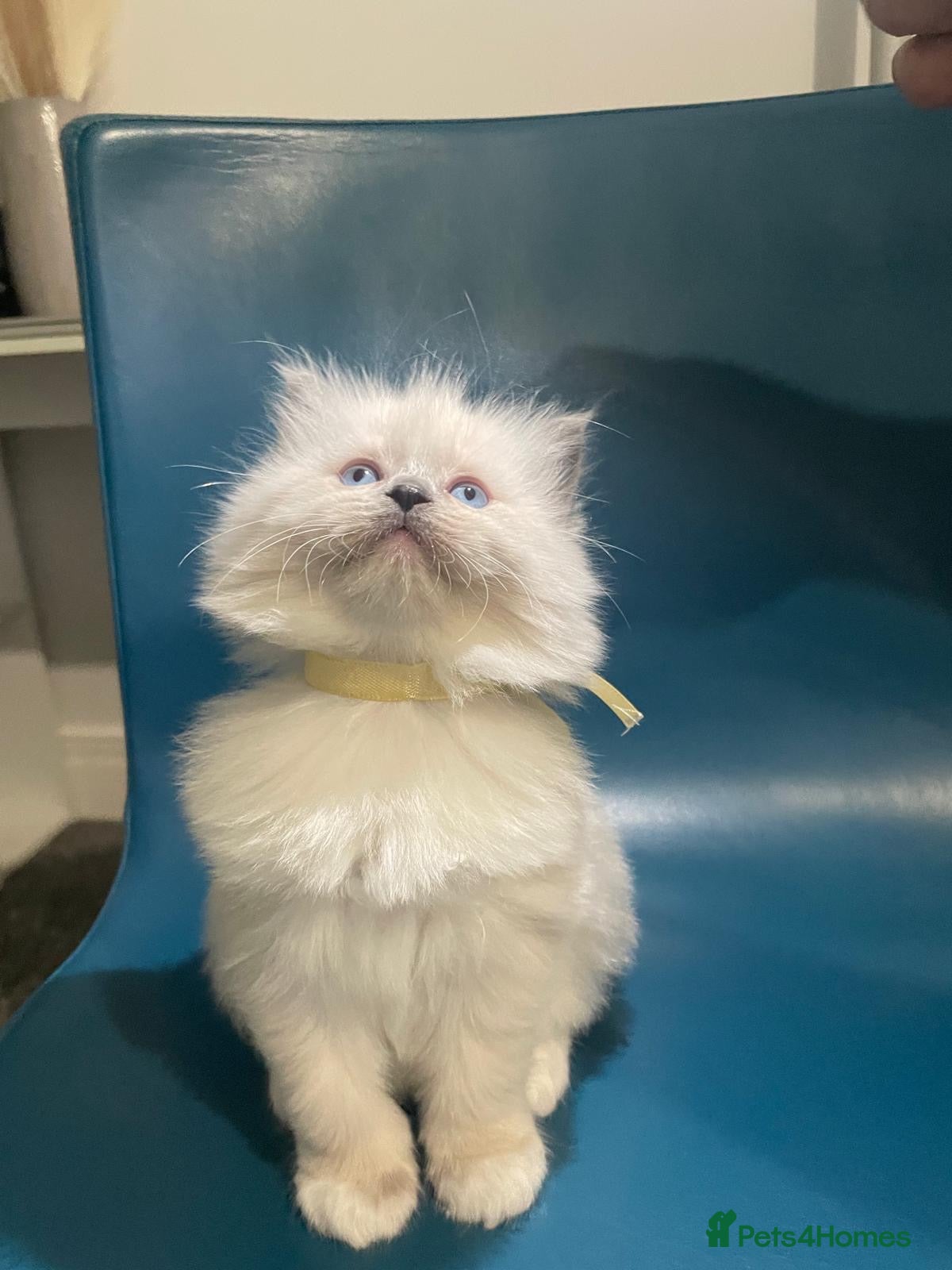 Ragdoll cats 🌟 🐱 4 Gorgeous Ragdoll Blue Point Kittens 🌟  - Advert 2
