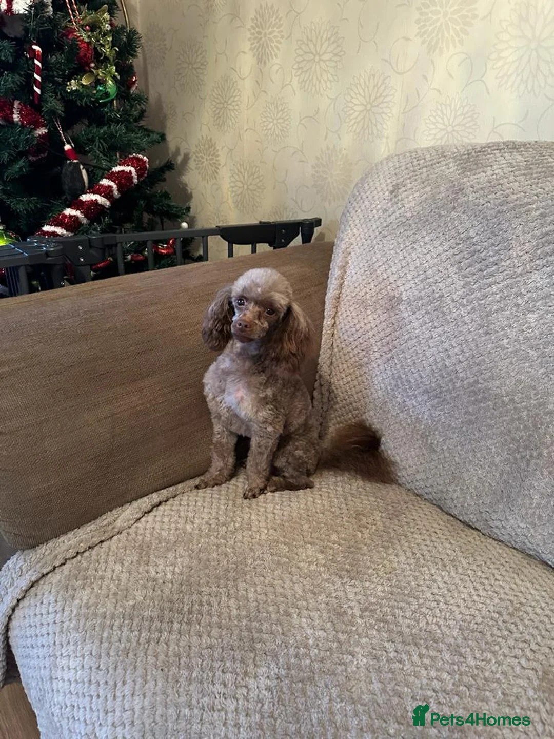 Toy Poodle dogs for stud: Stunning Chocolate Toy Poodle  in Stafford - Advert 25