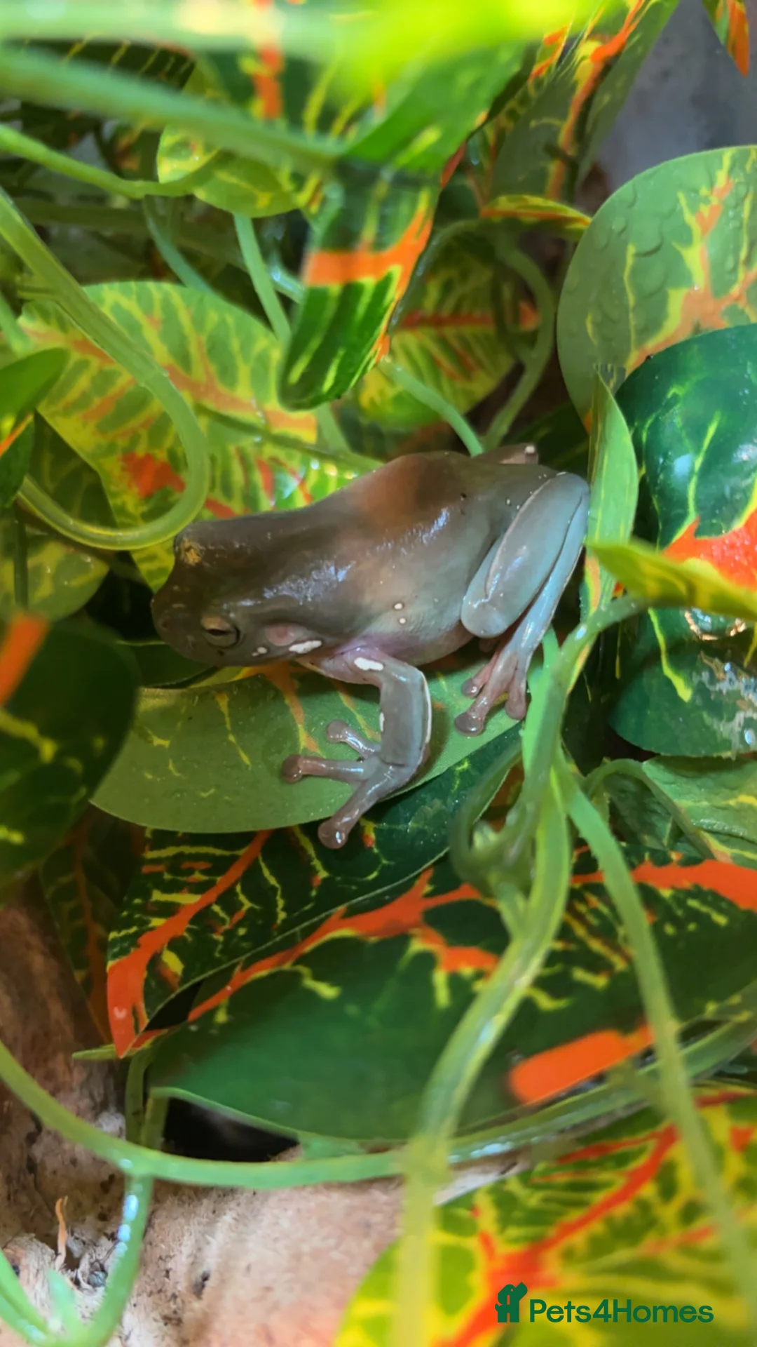 Frog reptiles for sale: Whites tree frog and full set up for sale  - Advert 2