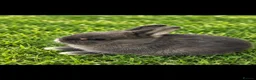 Netherland Dwarf rabbits for sale: Blue Otter Netherland Dwarf Doe - Advert 3
