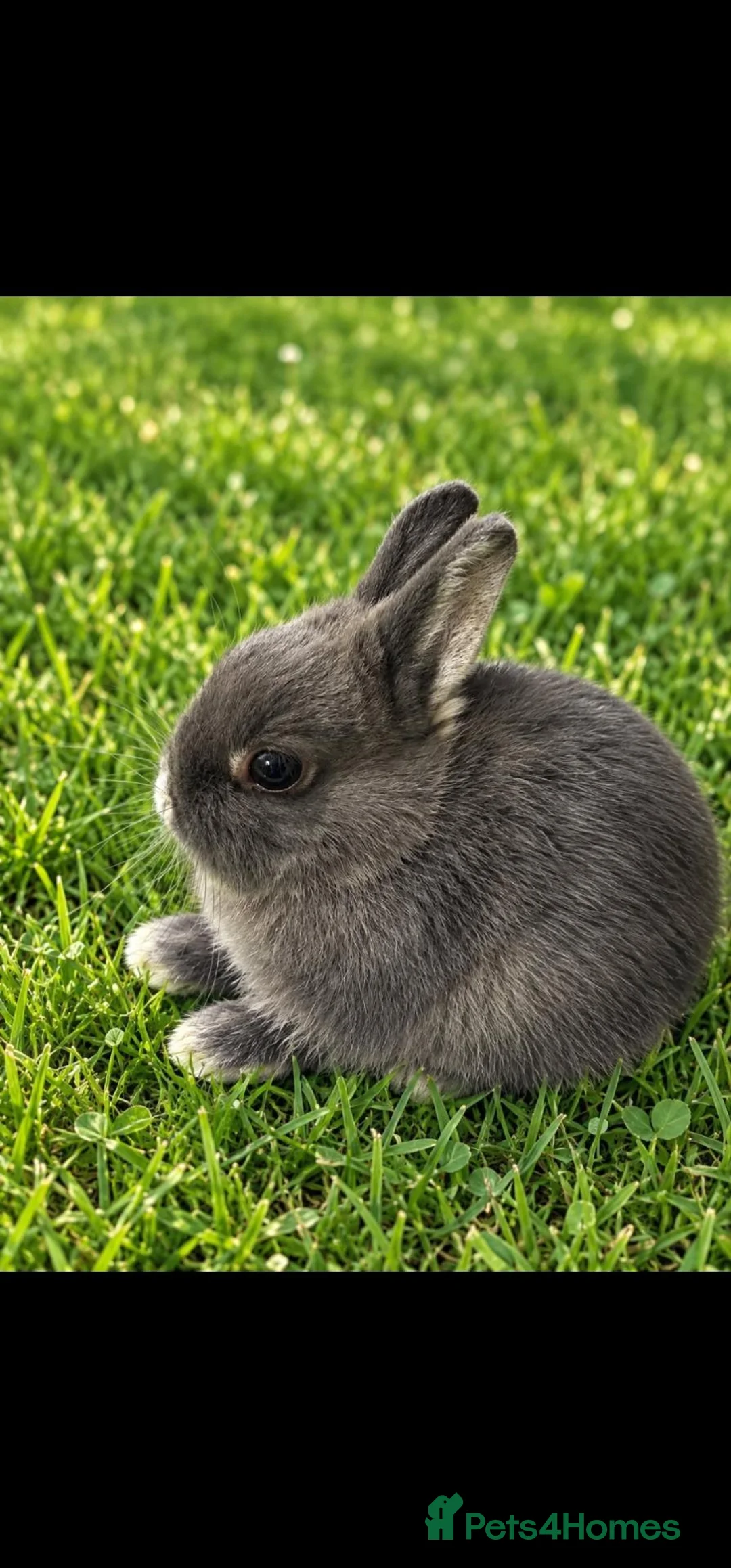 Netherland Dwarf rabbits for sale: Blue Otter Netherland Dwarf Doe - Advert 3