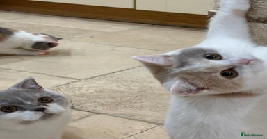 British Shorthair cats - Advert 2