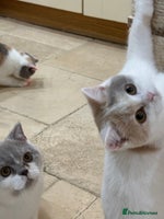 British Shorthair cats - Advert 1