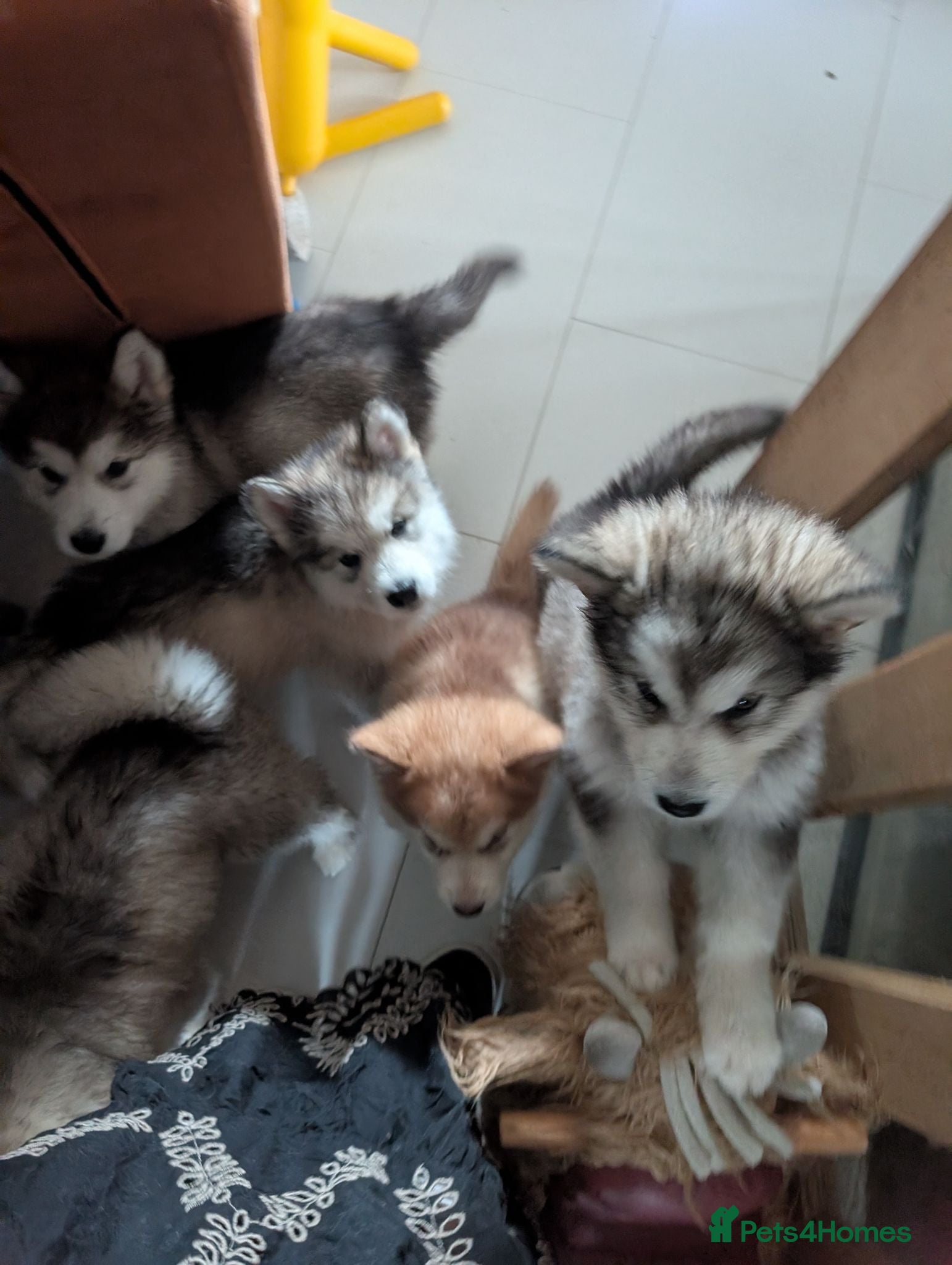 Alaskan Malamute dogs 3 Kc Reg Alaskan Malamute puppies  - Advert 3