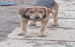 Mixed Breed dogs for sale: Ernie - Image 2