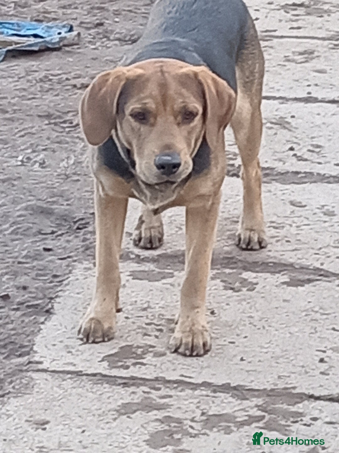 Mixed Breed dogs for sale: Ernie - Image 2