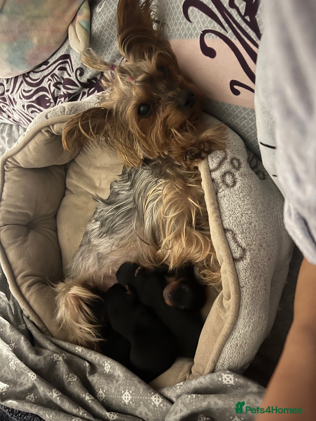 Yorkshire Terrier dogs for sale: 4 little pure breed Yorkshire terrier puppies  - Advert 20