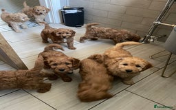 Cockapoo dogs for sale: Cockapoo puppies in Preston - Image 10