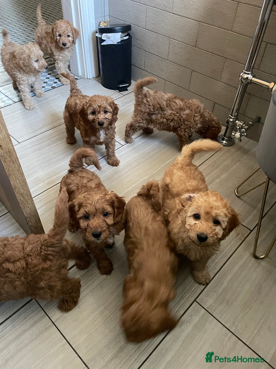Cockapoo dogs for sale: Cockapoo puppies in Preston - Image 10