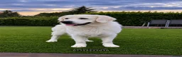 Golden Retriever dogs for stud: GENETICALLY CLEAR 🔥 OUTSTANDING STUD BEAR 🔥 - Advert 2