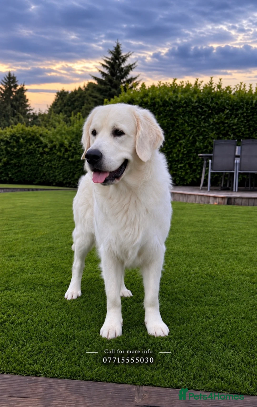 Golden Retriever dogs for stud: GENETICALLY CLEAR 🔥 OUTSTANDING STUD BEAR 🔥 - Advert 2