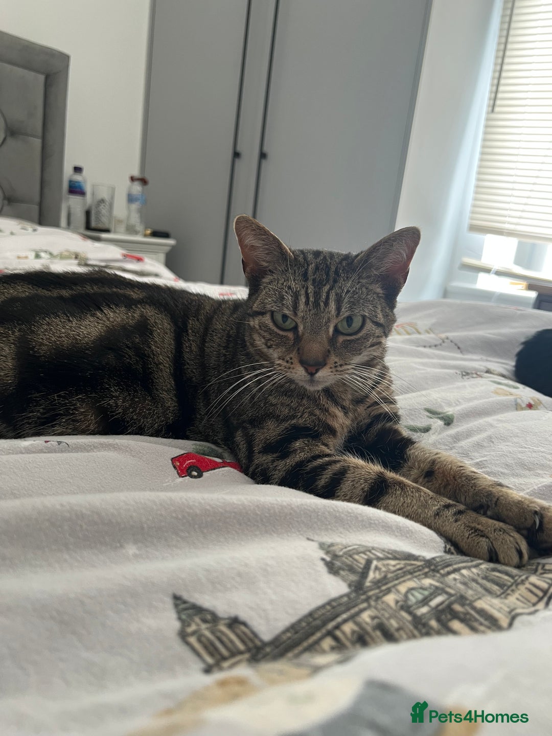 Mixed Breed cats for sale: Must go together! - Advert 18