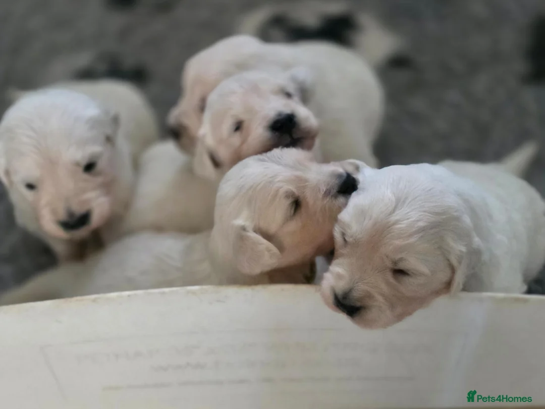 Golden Retriever dogs for sale: Palest cream puppies for sale - Advert 2