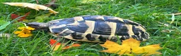 Hermann Tortoise reptiles for sale: 6 year old female Hermann tortoise  in Aberdeen - Advert 1
