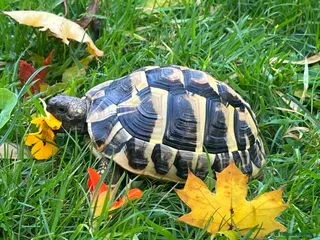 Hermann Tortoise reptiles 6 year old female Hermann tortoise - Advert 8