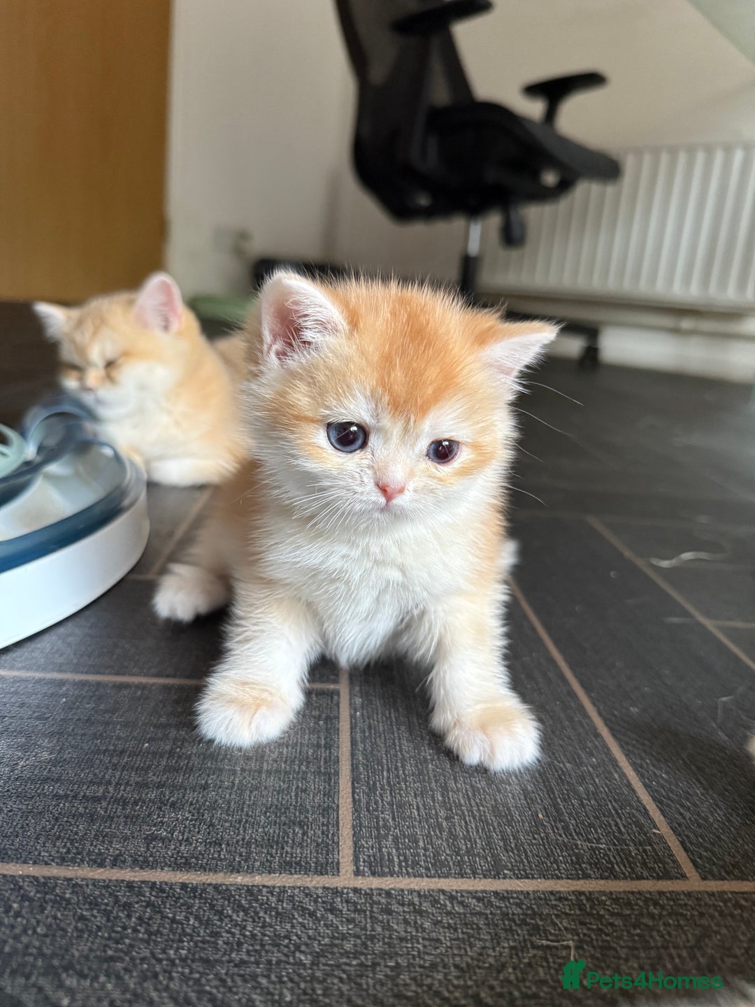 British Shorthair cats for sale: GCCFreg BSH & BLH Chocolate & Black Golden Kittens - Advert 23