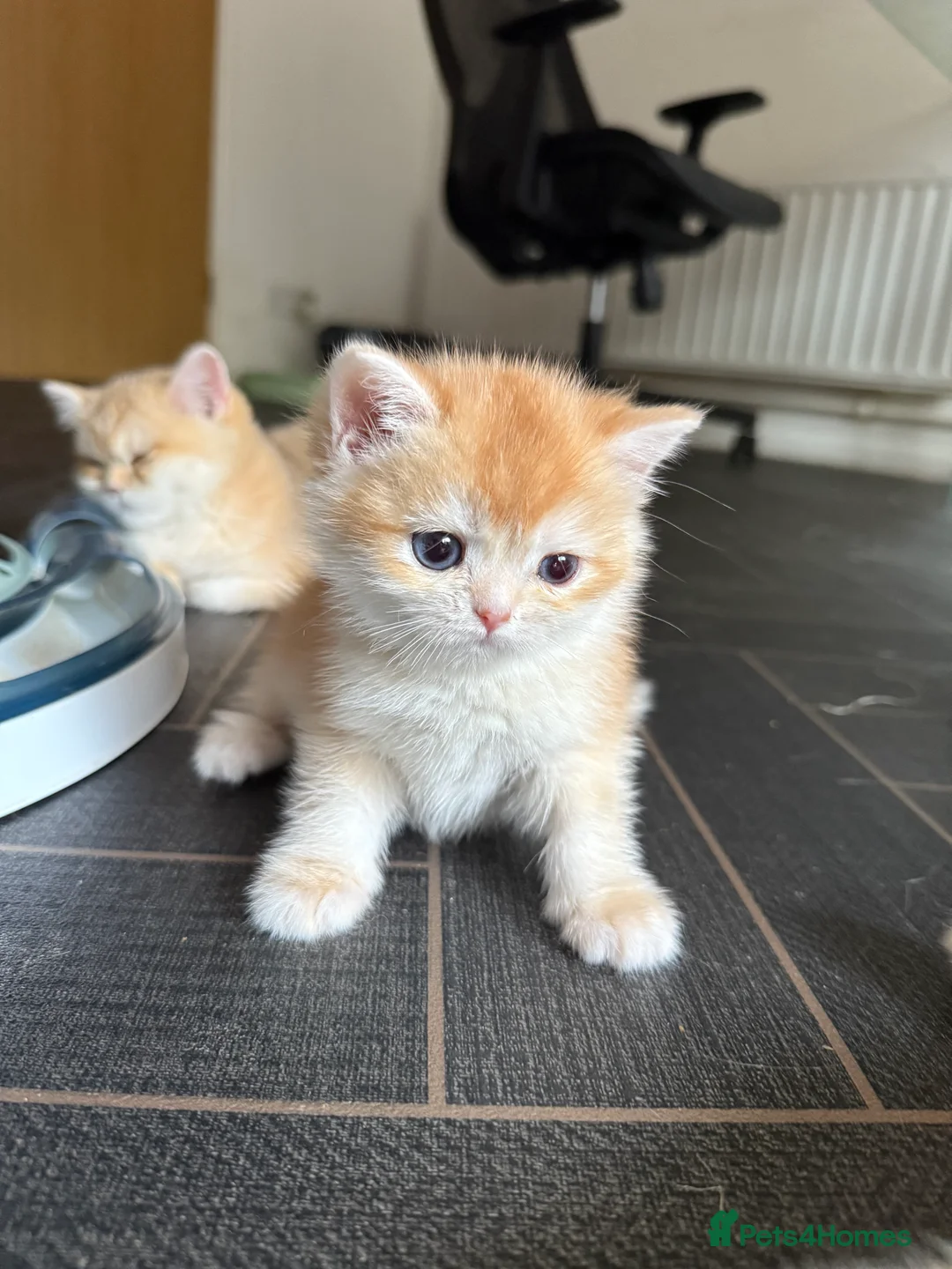 British Shorthair cats for sale: GCCF reg BSH and BLH Chocolate Golden Kittens - Advert 30