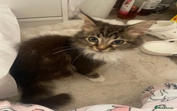 Maine Coon cats for sale: Beautiful Male Mainecoon  - Image 1