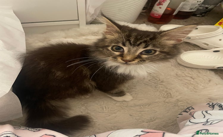 Maine Coon cats - Advert 11