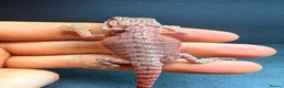 Bearded Dragon reptiles for sale: Red Monster baby bearded dragons ready to go!  - Advert 5