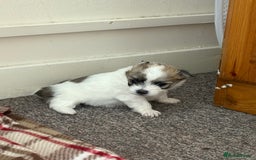 Mixed Breed dogs for sale: Pomeranian × Poodle × Chihuahua Puppies  - Image 3