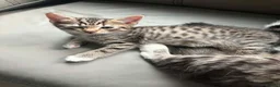Maine Coon cats for sale: Beautiful Bengal/maine coon cross - Advert 4