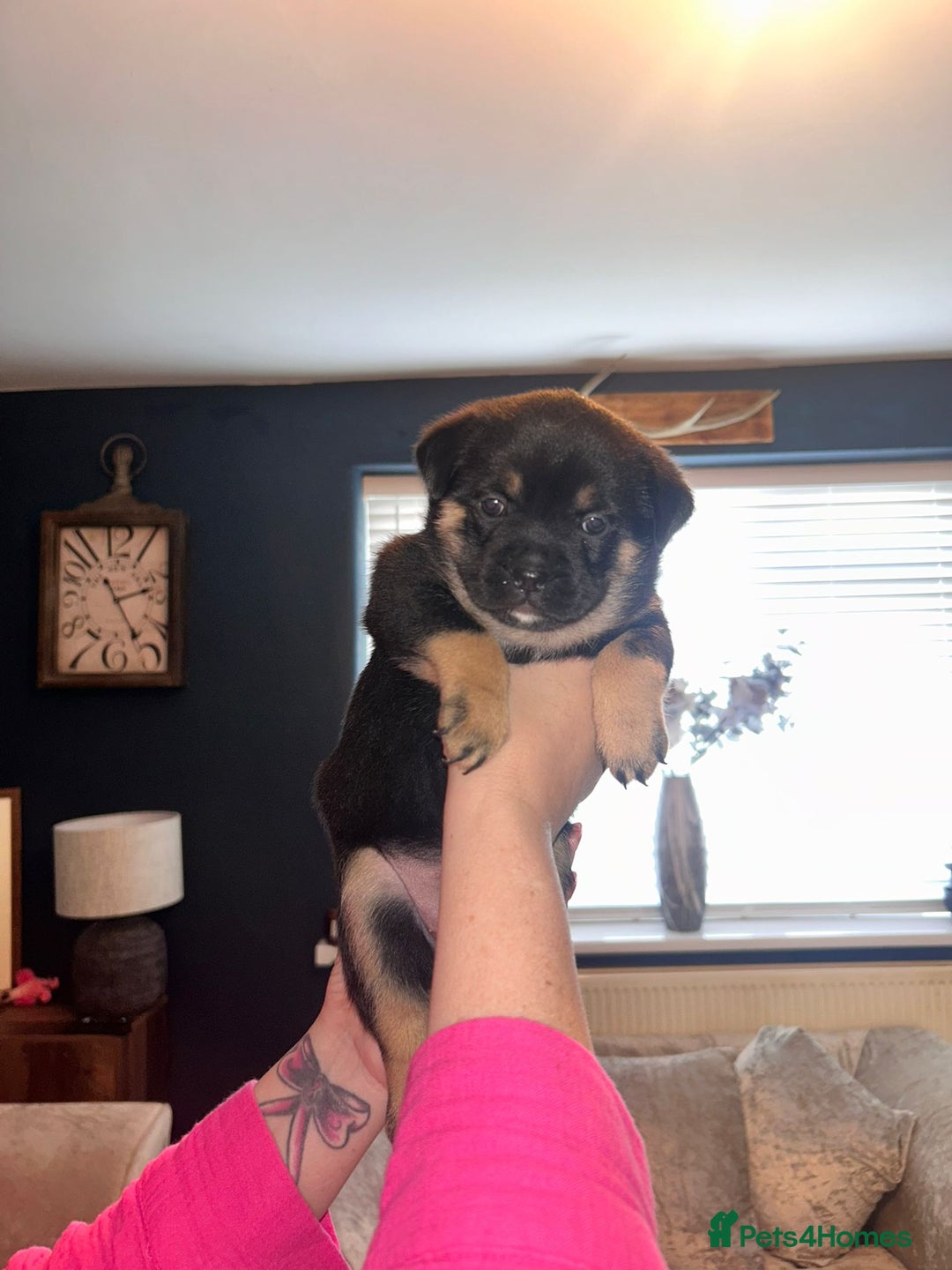Mixed Breed dogs for sale: French Pom - Image 5