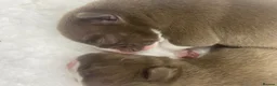 American Bully dogs for sale: 4 ABKC unreal bully’s - Advert 18