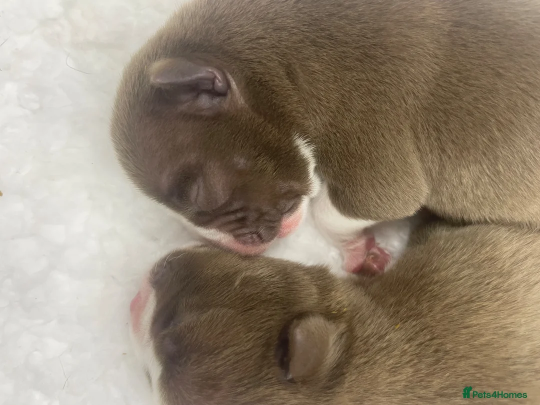 American Bully dogs for sale: 4 ABKC unreal bully’s - Advert 18