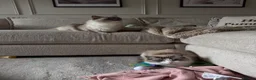 Ragdoll cats for sale: Two GCCF Ragdoll Sisters! PRICE FOR BOTH!  - Advert 4