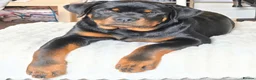 Rottweiler dogs for sale: Rottweiler age 11 months male - Advert 4