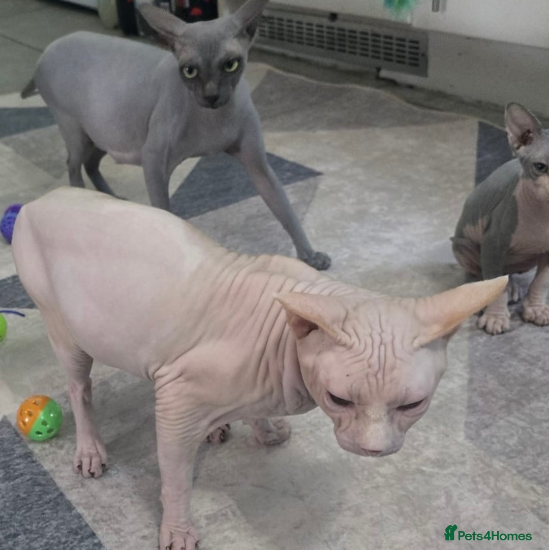 Sphynx cats for sale: Sphynx girl - Image 6
