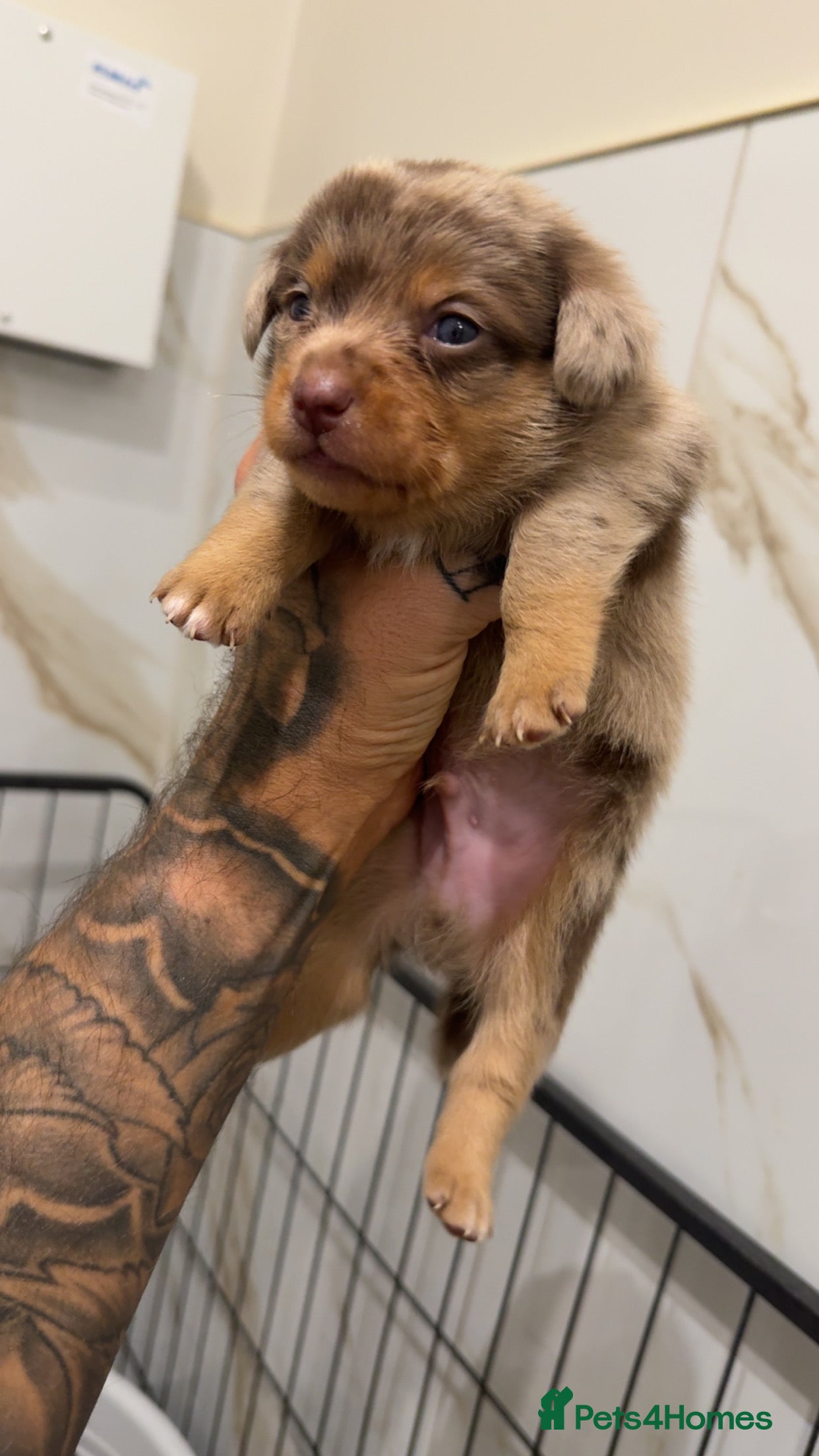 Miniature Dachshund dogs KC REGISTERED - MINIATURE DACHSHUNDS 🐶 - Advert 13