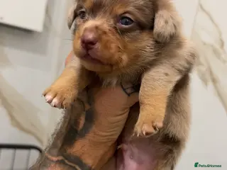 Miniature Dachshund dogs KC REGISTERED - MINIATURE DACHSHUNDS 🐶 - Advert 13