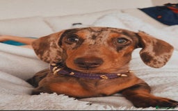 Miniature Dachshund dogs for sale: Stunning Miniature Dashhound Puppies  - Image 2