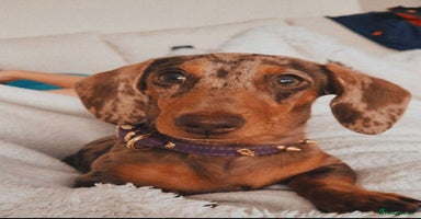 Miniature Dachshund dogs - Advert 5