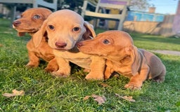 Miniature Dachshund dogs for sale: Stunning miniature dash’s  - Image 9
