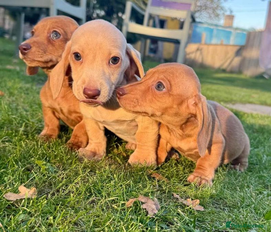 Miniature Dachshund dogs for sale: Stunning miniature dash’s  - Image 9