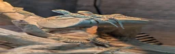 Bearded Dragon reptiles for sale: 11 Baby Rankin Dragons  in Nottingham - Advert 7