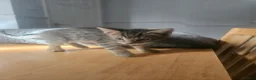 Mixed Breed cats for sale: 8 Week Old Kittens - Mixed Litter Mixed Breed - Advert 9