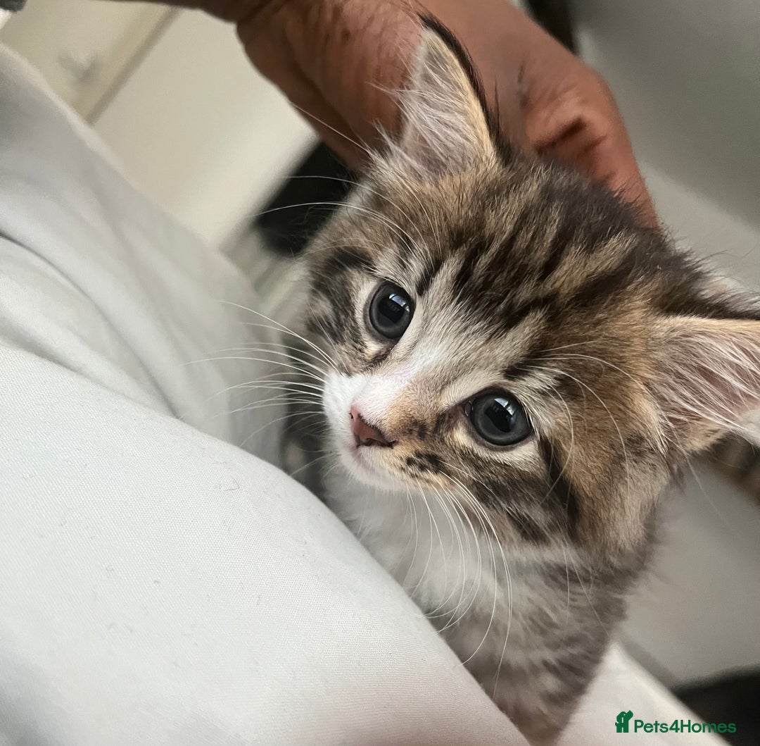 Mixed Breed cats for sale: 3 Healthy, Playful Kittens  - Image 1